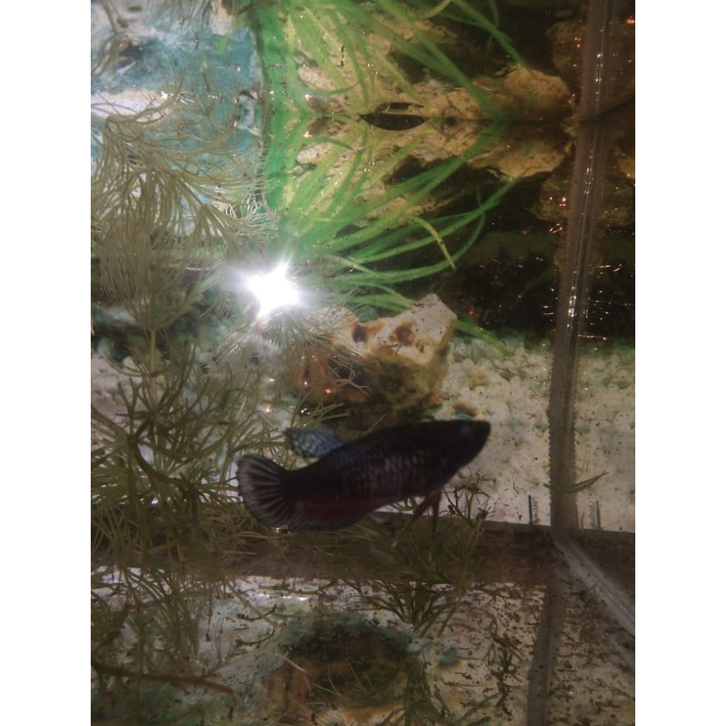 ikan cupang mds betina grade A bibitan umur 3 bulan