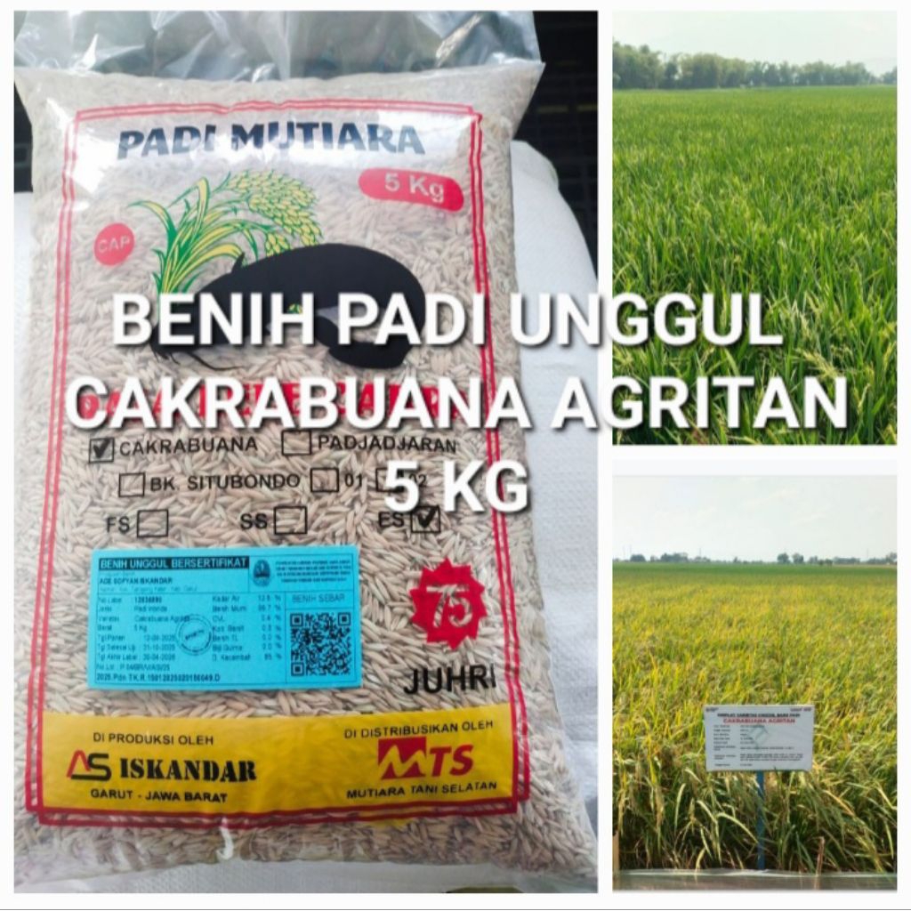 Benih Padi Unggul Cakrabuana Agritan