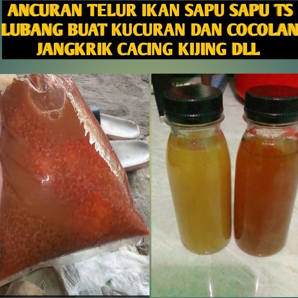 TELUR SAPU SAPU TUA BUAT COCOLAN UMPAN MANCING