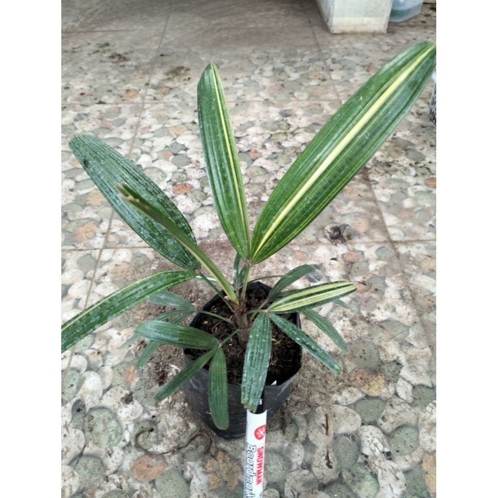 Palem Waregu Varigata