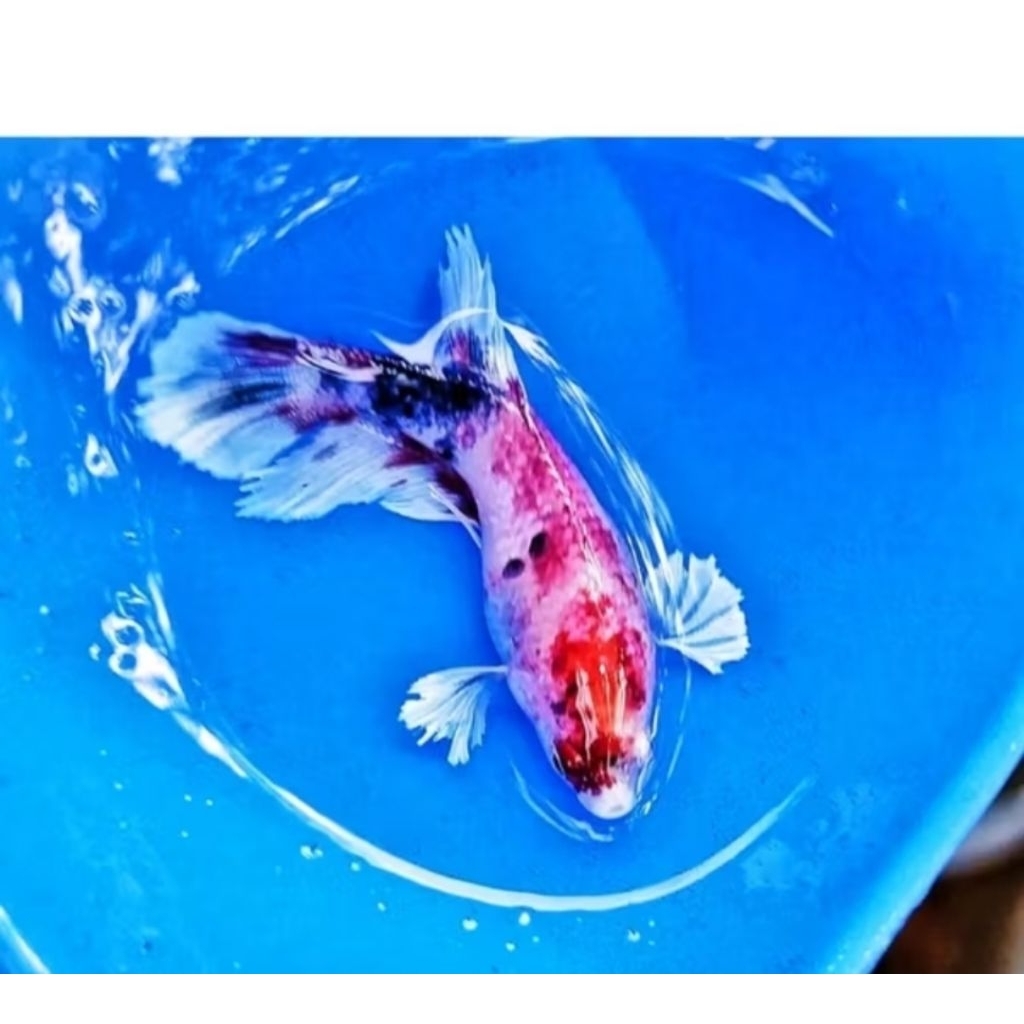 dumbo ear female grade A