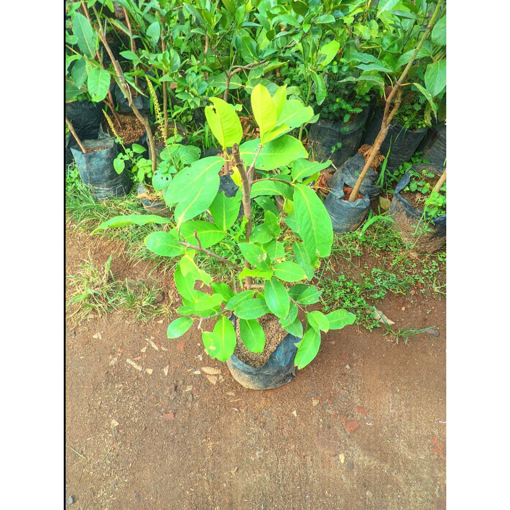 bibit jambu air dalhari cangkok