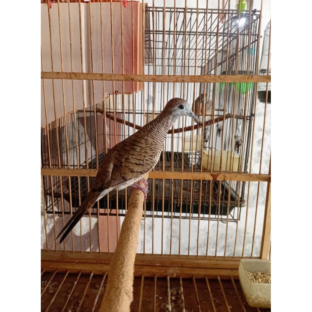 Perkutut Bangkok Ori Pilihan Prospek