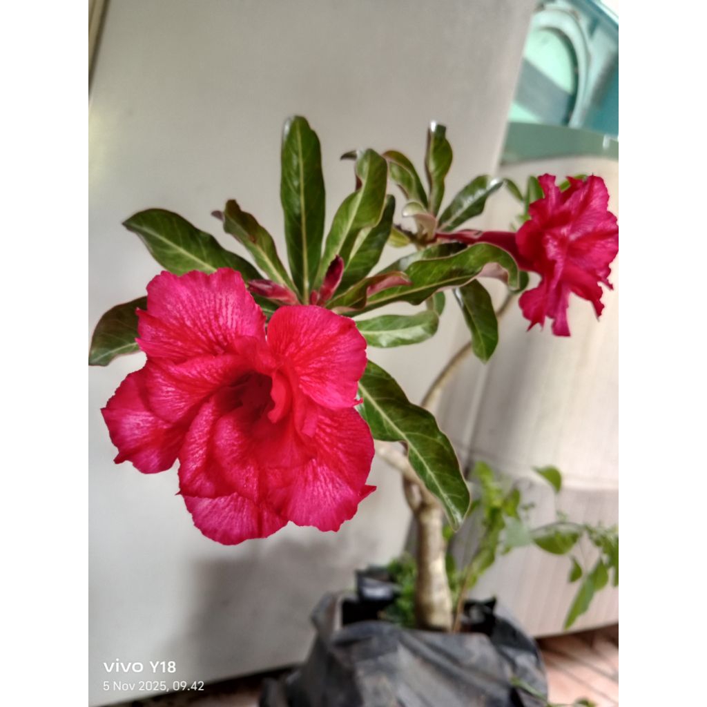 tanaman hias bunga adenium 2 warna yaitu bunga tumpuk dan ori lokal
