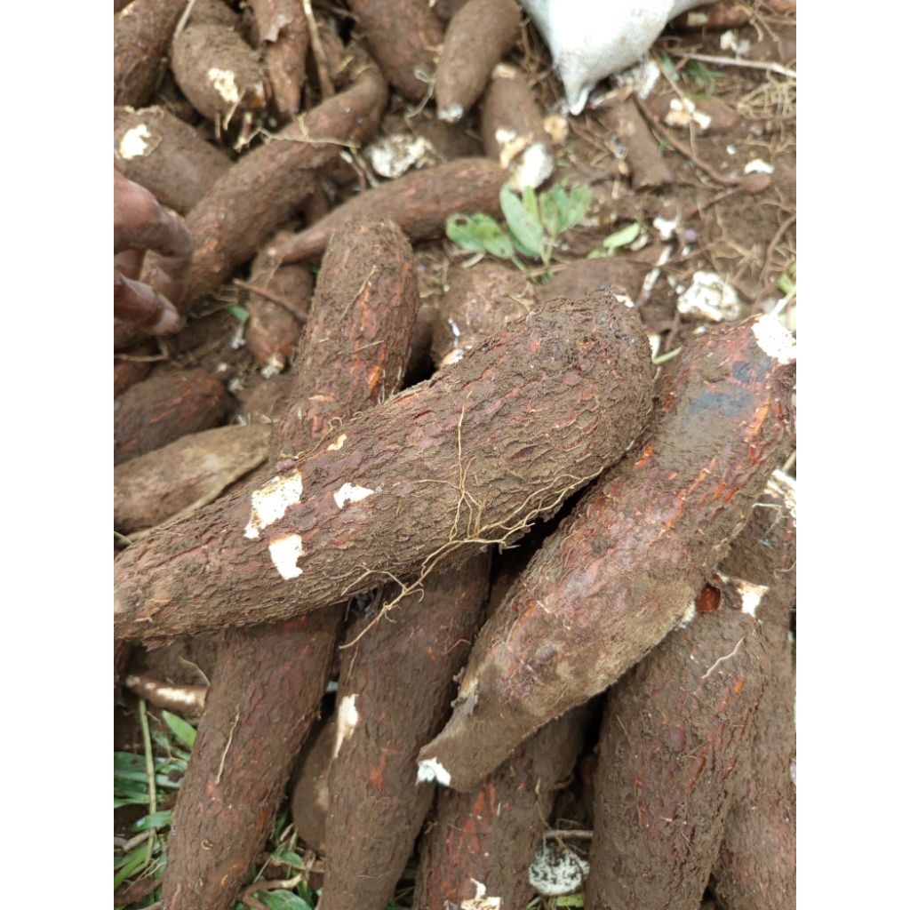 SINGKONG MENTEGA KUNING