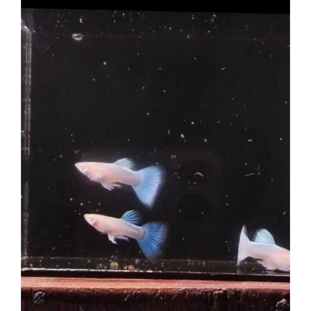 AKSESORIS AQUARIUM GUPPY BLUE SKY GENETIK RIBON PAKET 4 PASANG