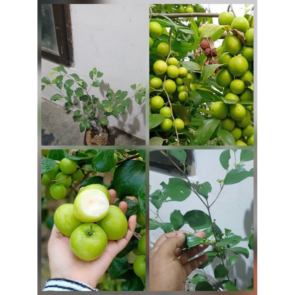 Bibit apel futsa/india kondisi berbunga berbuah