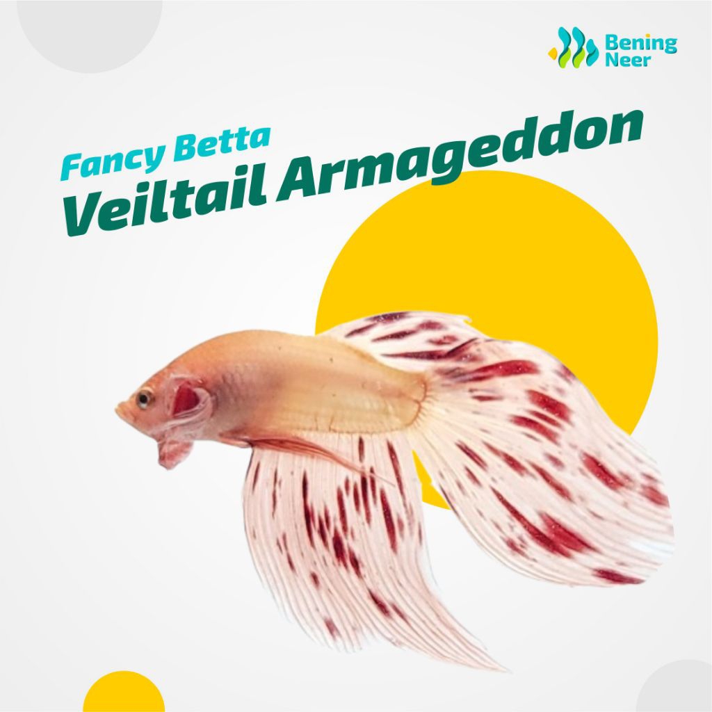 [Bening Neer] Veiltail Armageddon