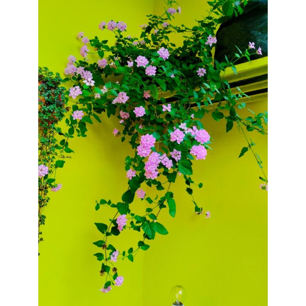 bunga lantana 3 warna kuning putih dan ungu