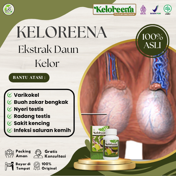 Keloreena - Varikokel, Buah Zakar Bengkak, Nyeri Testis Herbal Alami Berkualitas Halal & BPOM