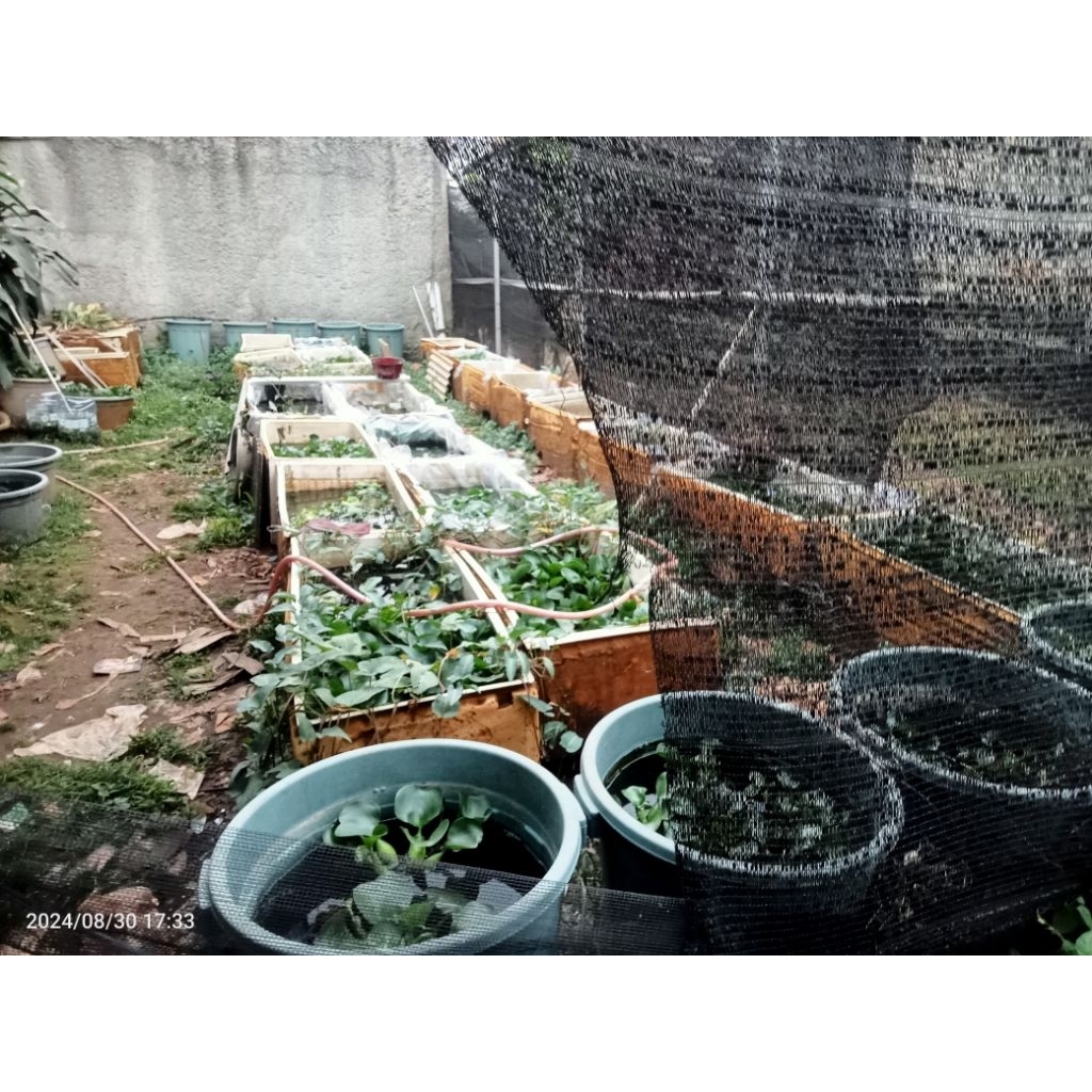 cupang aduan lokal MDS port