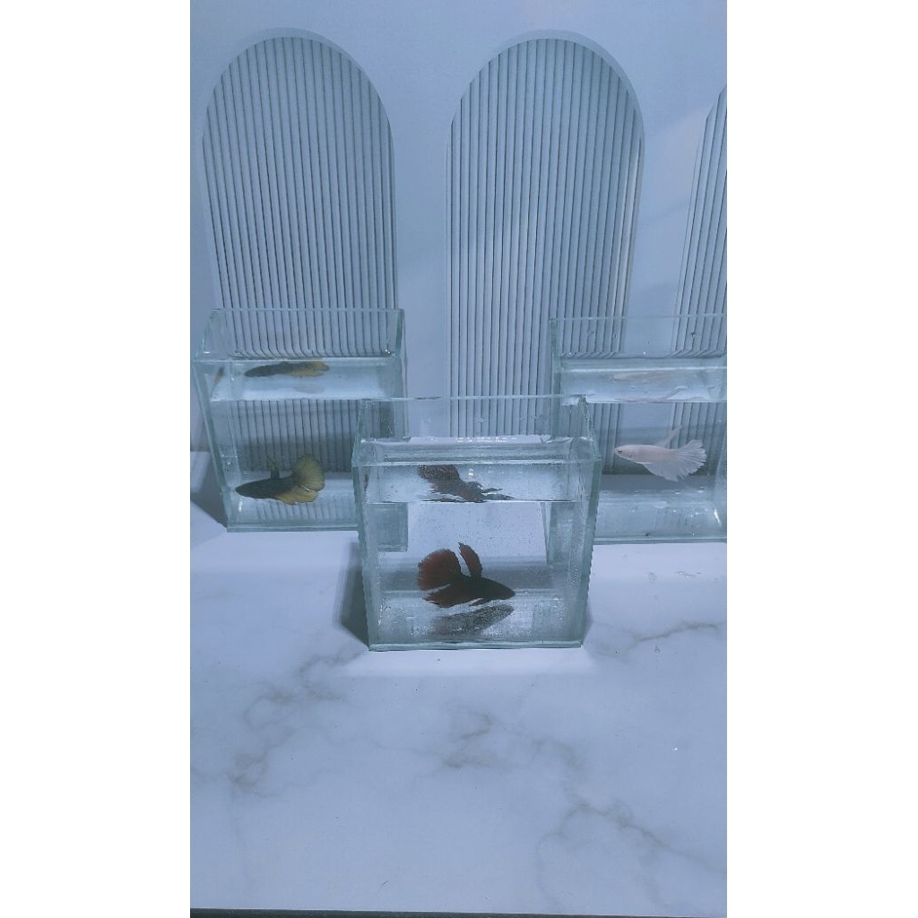 Akuarium GRATIS PACKING FOAM uk 10x6x10 | soliter cupang | akuarium kaca | akuarium mini | soliter k