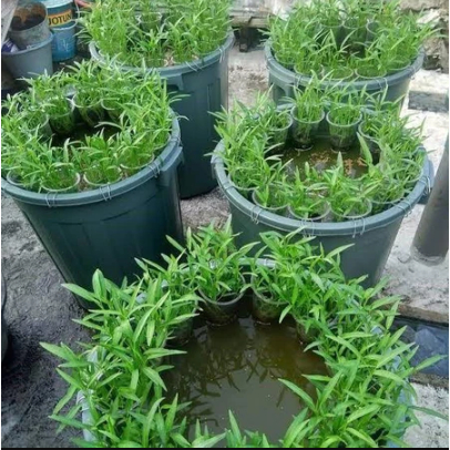 BIBIT KANGKUNG AIR 300 BENIH PRDUK KebunKu_id