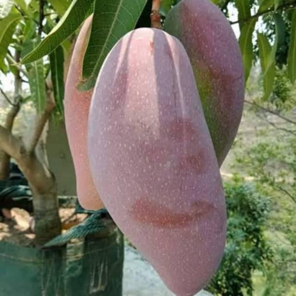 Bibit Buah Unggulan Mangga Merah Jumbo Lonjong Red Ivory Taiwan Bibit Super 100% Original Rasa Buah 