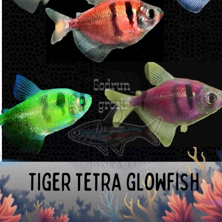 Perlengkapan Aquarium Tiger Tetra Glowfish glow