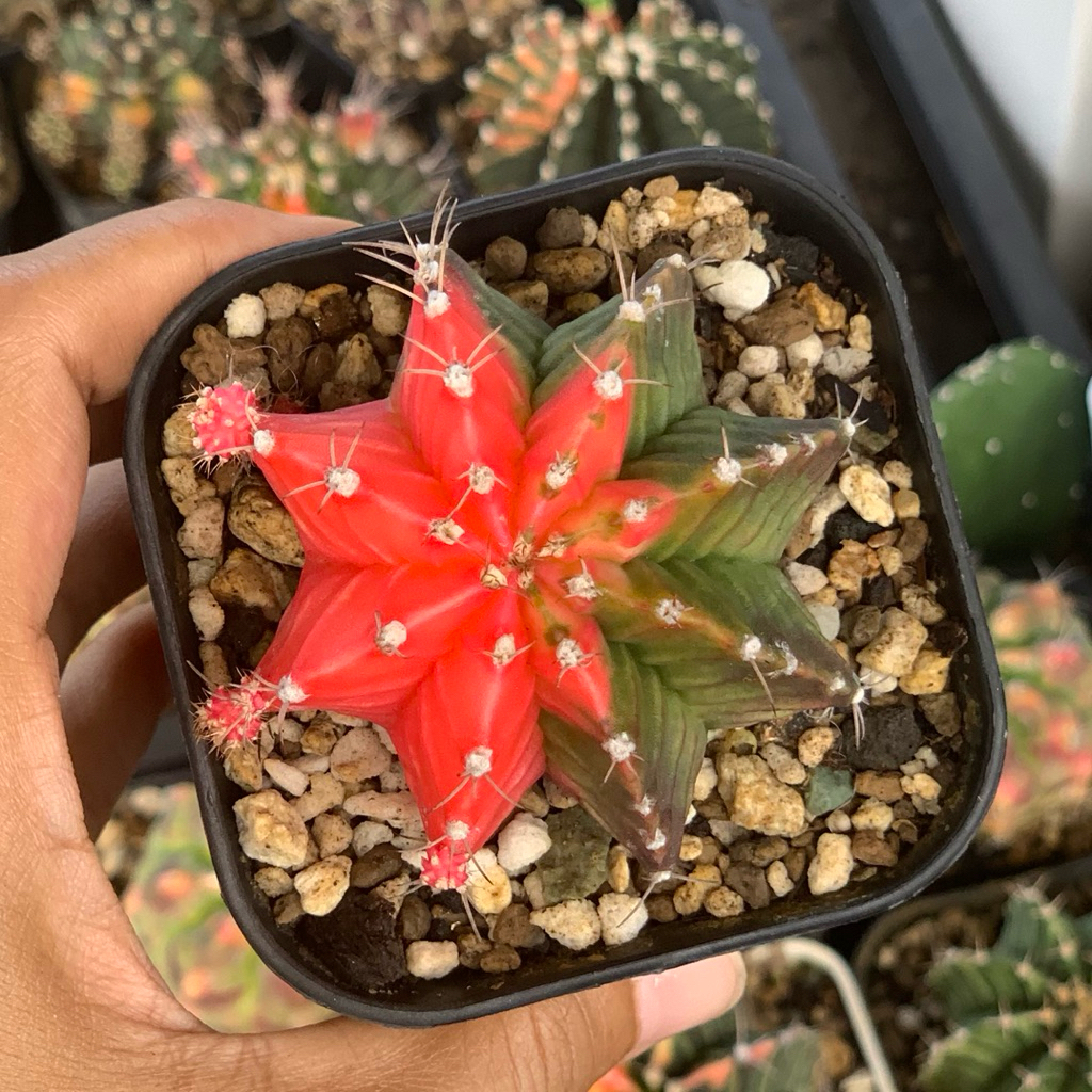 gymnocalycium mihanovichii pink varigata kaktus gymno miha mihanovichii var hybrid tanaman hias hidu