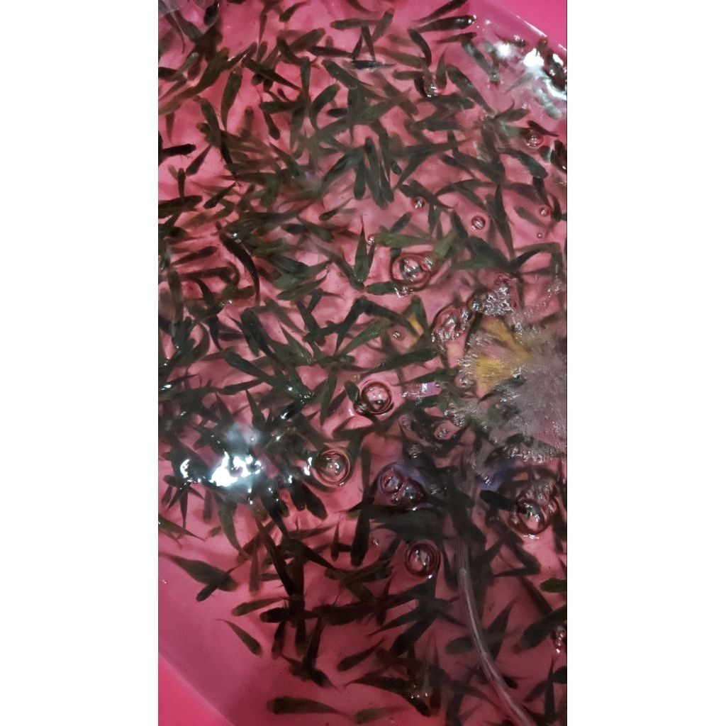 Ikan cere hidup, pakan ikan predator