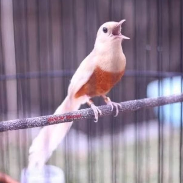 telur fertil murai batu albino indukan albino x albino asli siap tetas