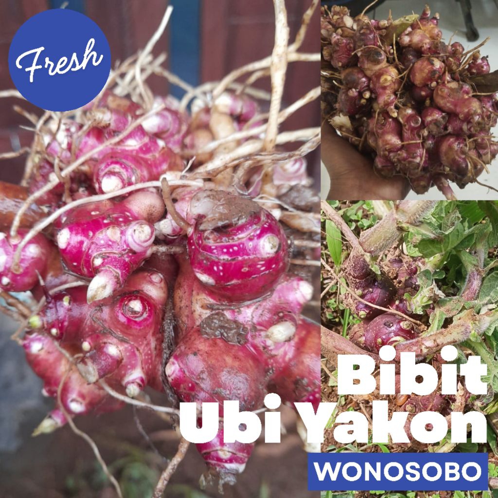 Bibit Ubi Yacon Wonosobo Fresh 1 Kg