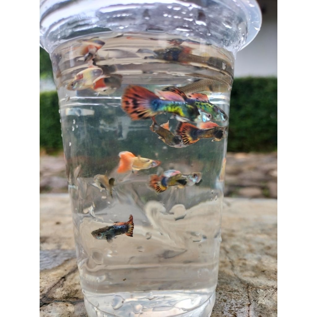 warna warni red dragon platinum ikan Guppy cwe dan cwo isi10biji