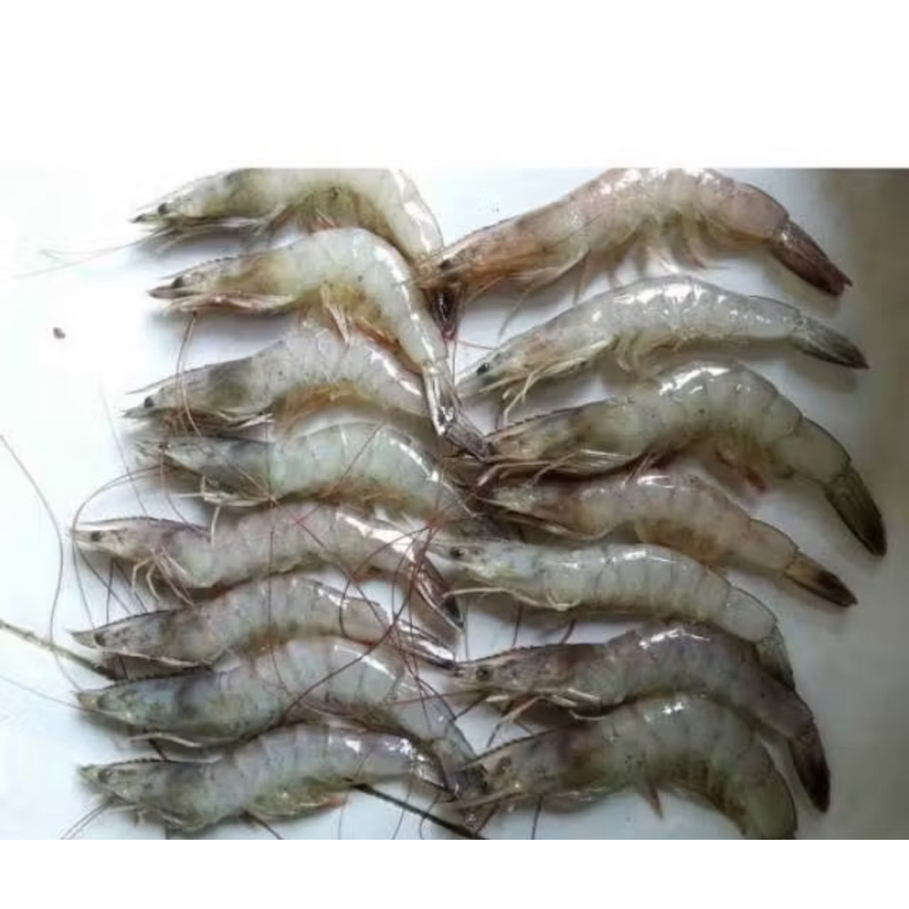 Udang besar 500 gr fresh Bandung
