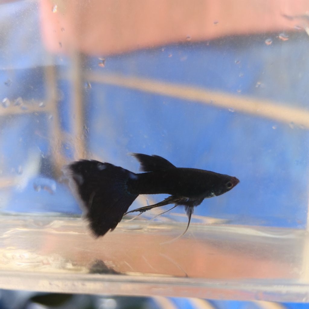 Hiasan Aquarium Guppy Full Black Ribon & No Ribon