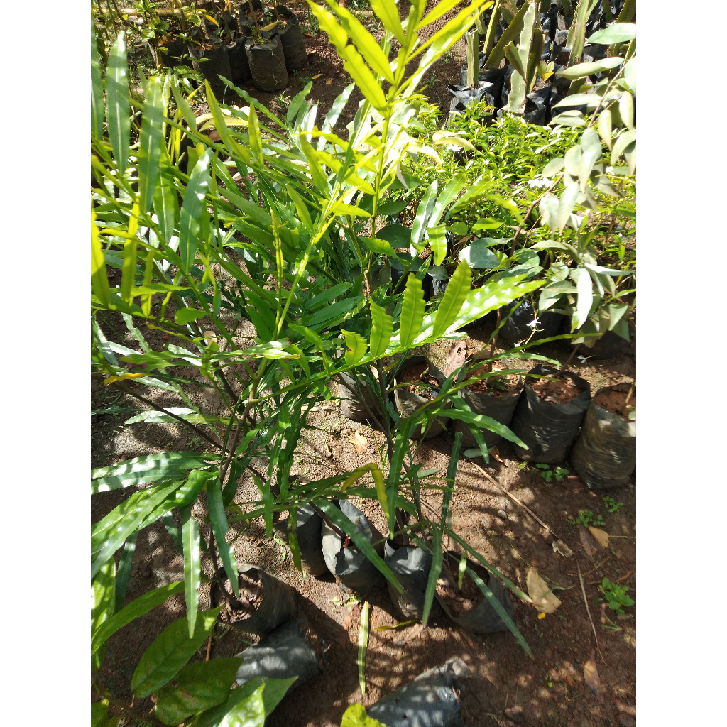 Paket Isi 3 - Bibit Tanaman Kiara Payung - Tanaman Peneduh