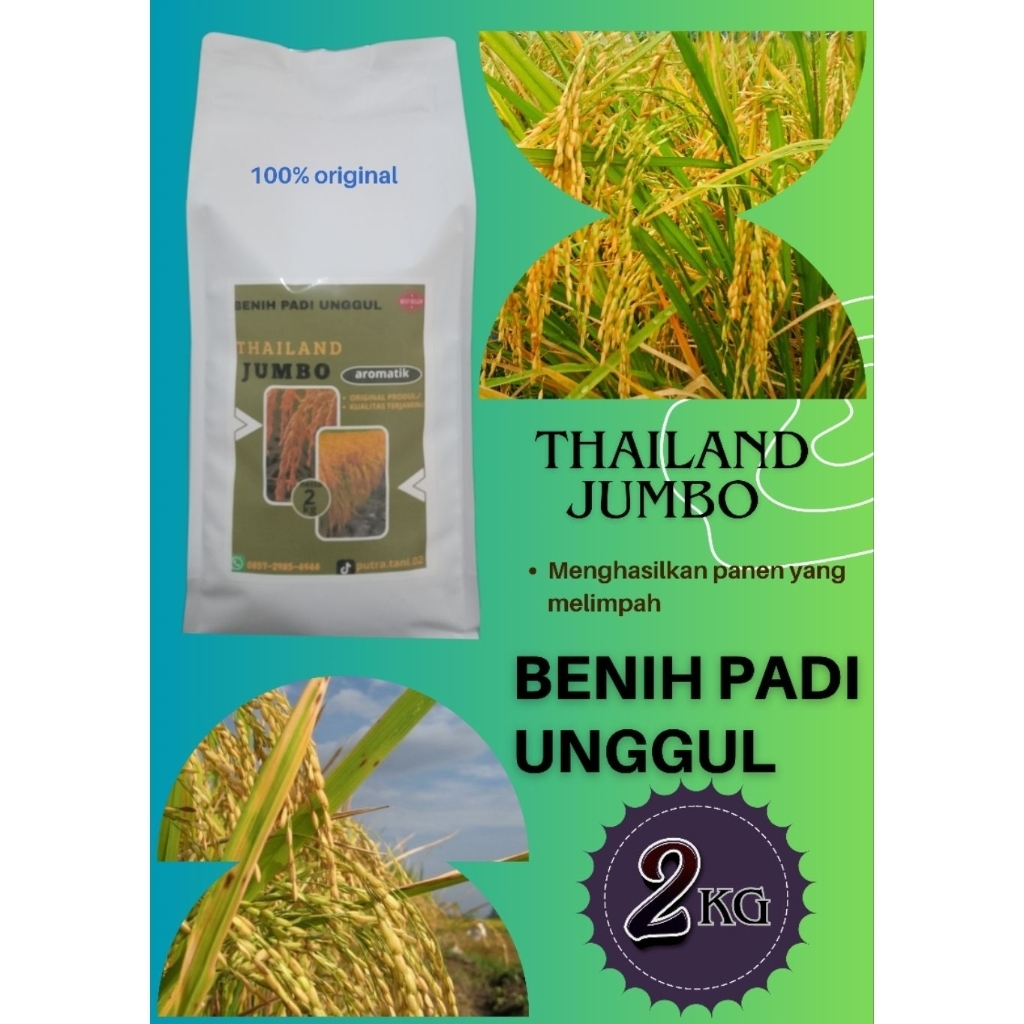 THAILAND JUMBO BIBIT PADI UNGGUL BENIH PADI BERKUALITAS PREMIUM (KEMASAN 2KG)
