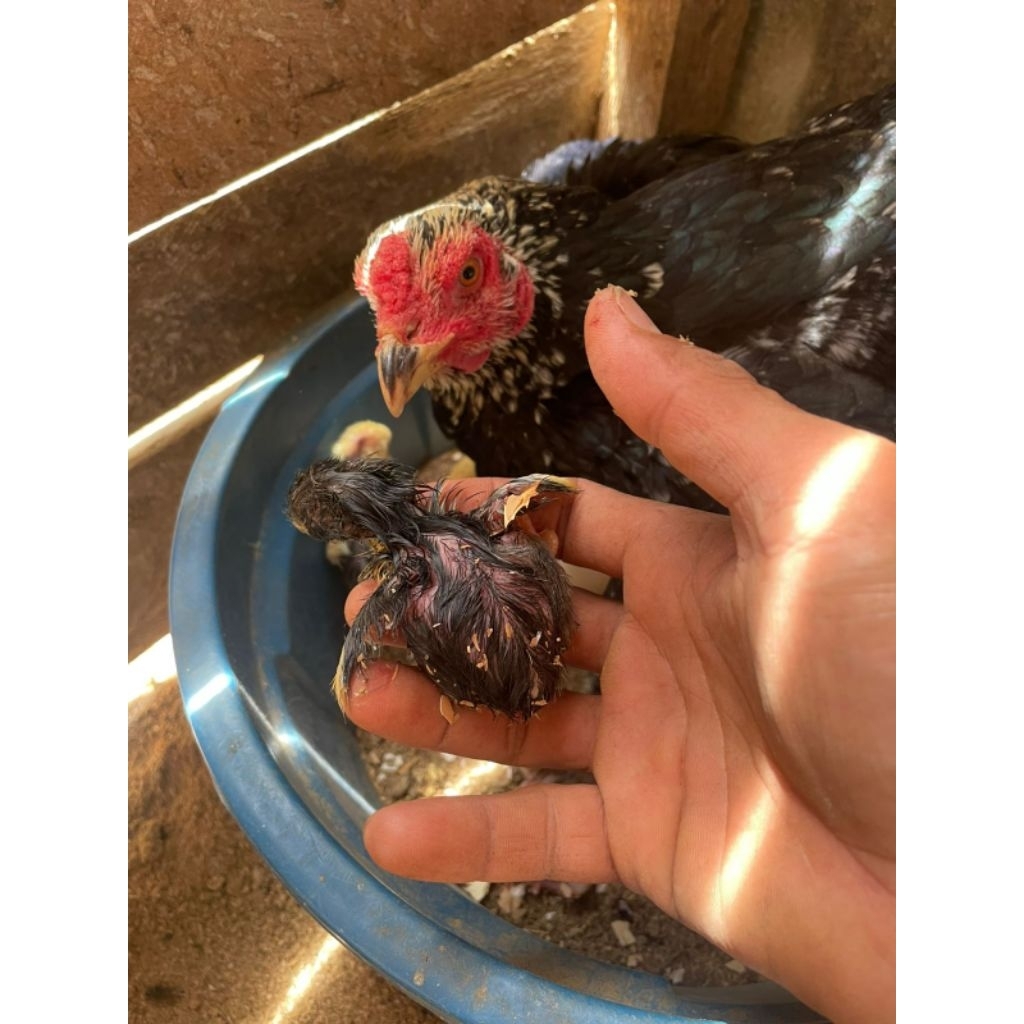 Telur Ayam FERTIL PAMA