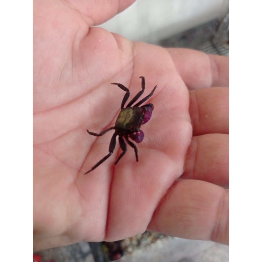 Kepiting hias Carnaval Crab air tawar