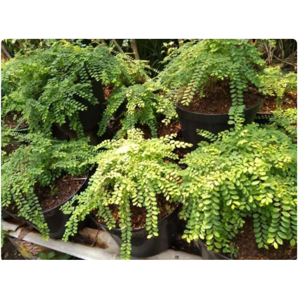 Tanaman Bunga Ekor Merak - Bibit bongsai Ekor Merak Berkualitas Rimbun