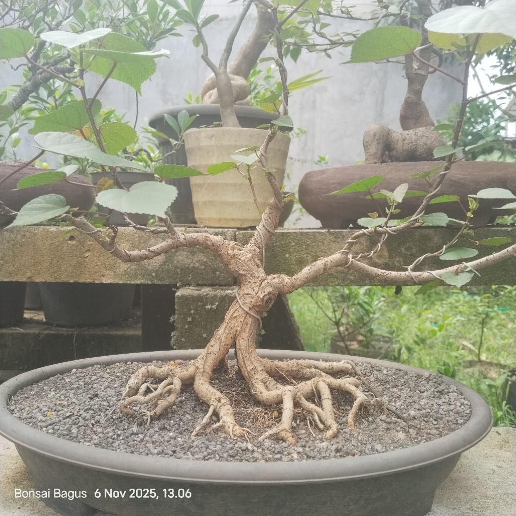 Bahan Bonsai Waru Taiwan Prokar