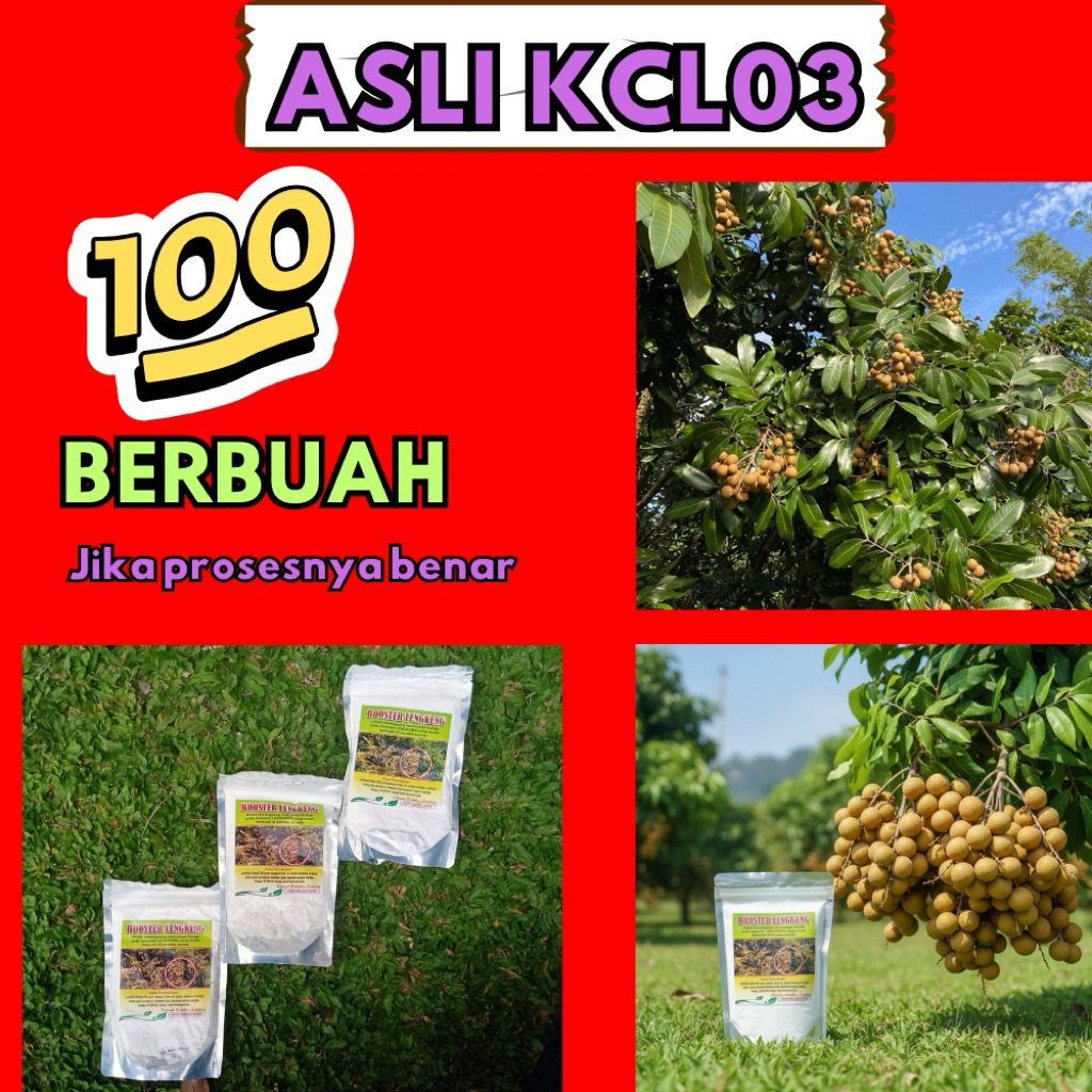 Booster Kelengkeng Serbuk, Booster Kelengkeng Terbaik