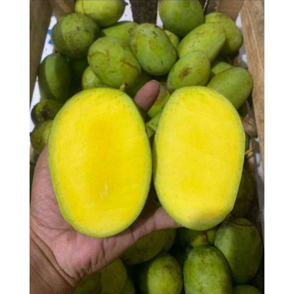 bibit mangga kweni