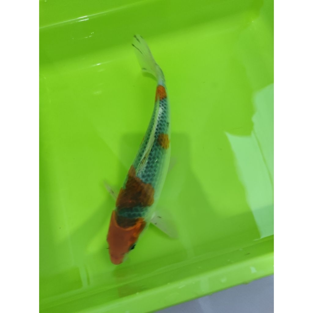 pakan ikan koi KUJAKU 25CM