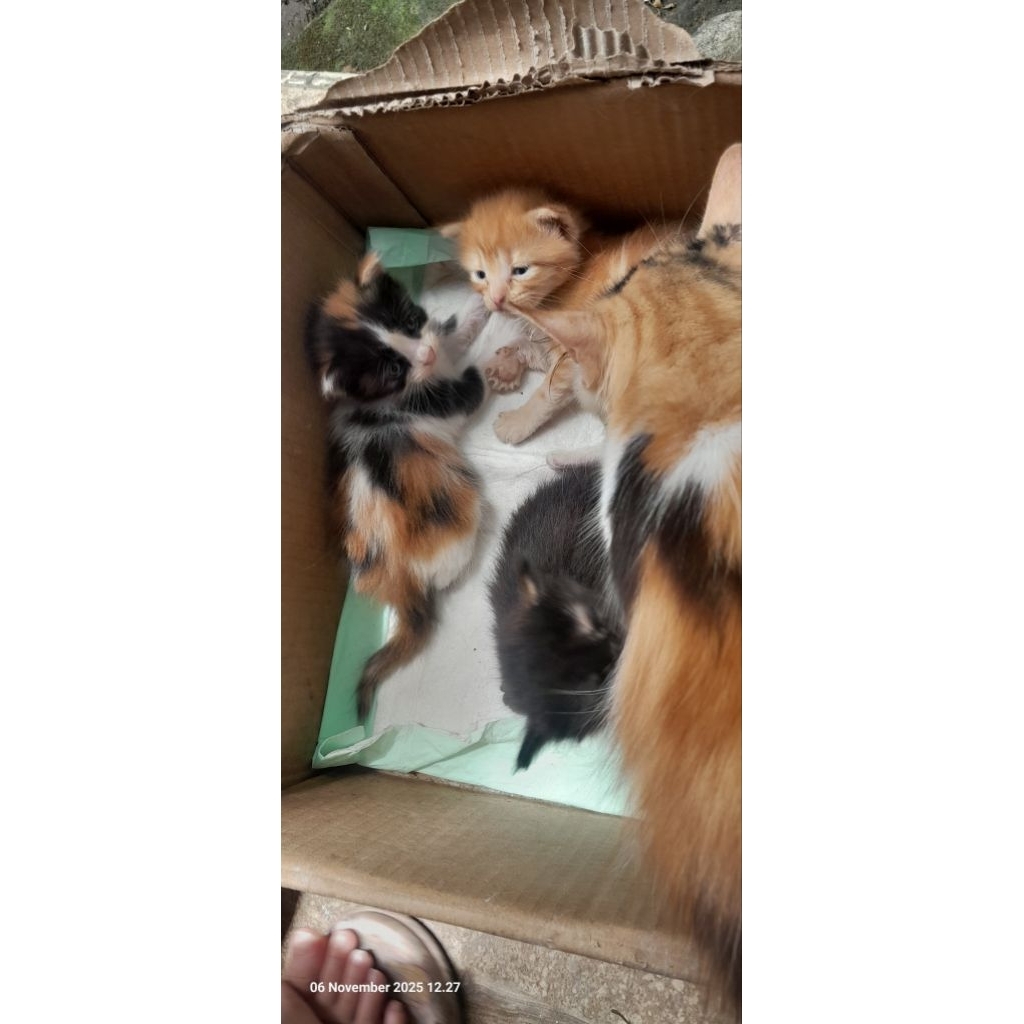 Kitten kucing ras Scootish Fold & Scottish Straigth , Kucing Kitten Ras Murni , Mix Mc & Sf , Kitten