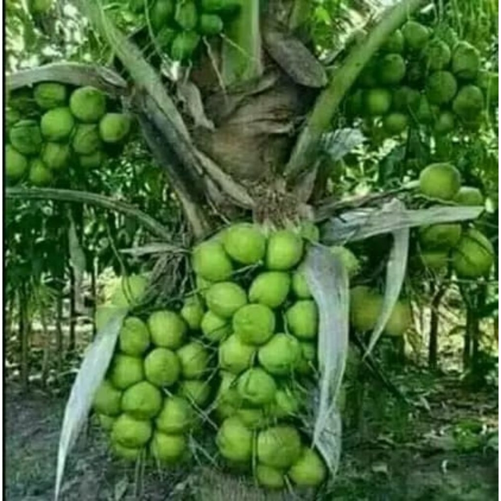 bibit kelapa hibrida /pohon pendek dan buah lebat