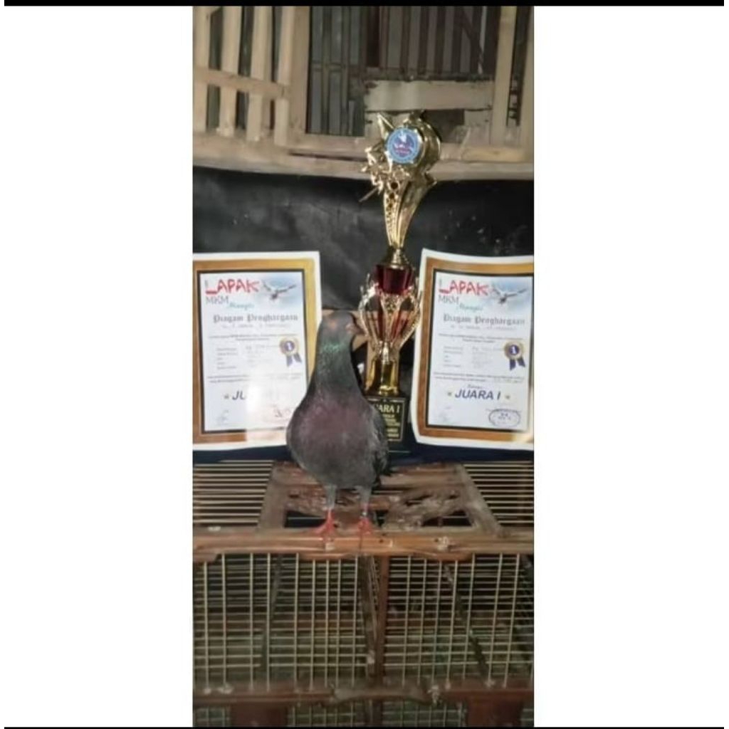 100 BUTUR JAMU RAMUAN MERPATI JMK kolong los dor pool turun door super ngebom raja bukul power sprin