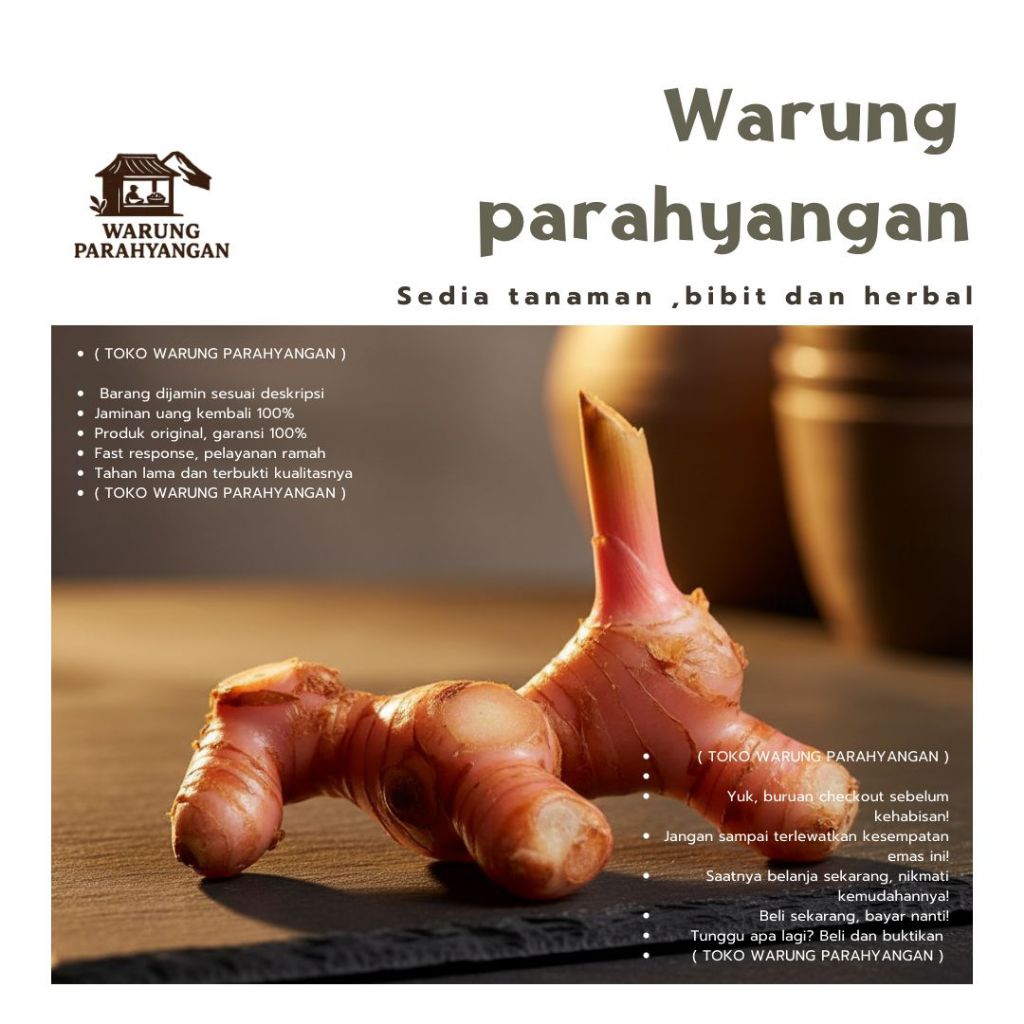 Lengkuas merah /  Laos merah segar 500gram