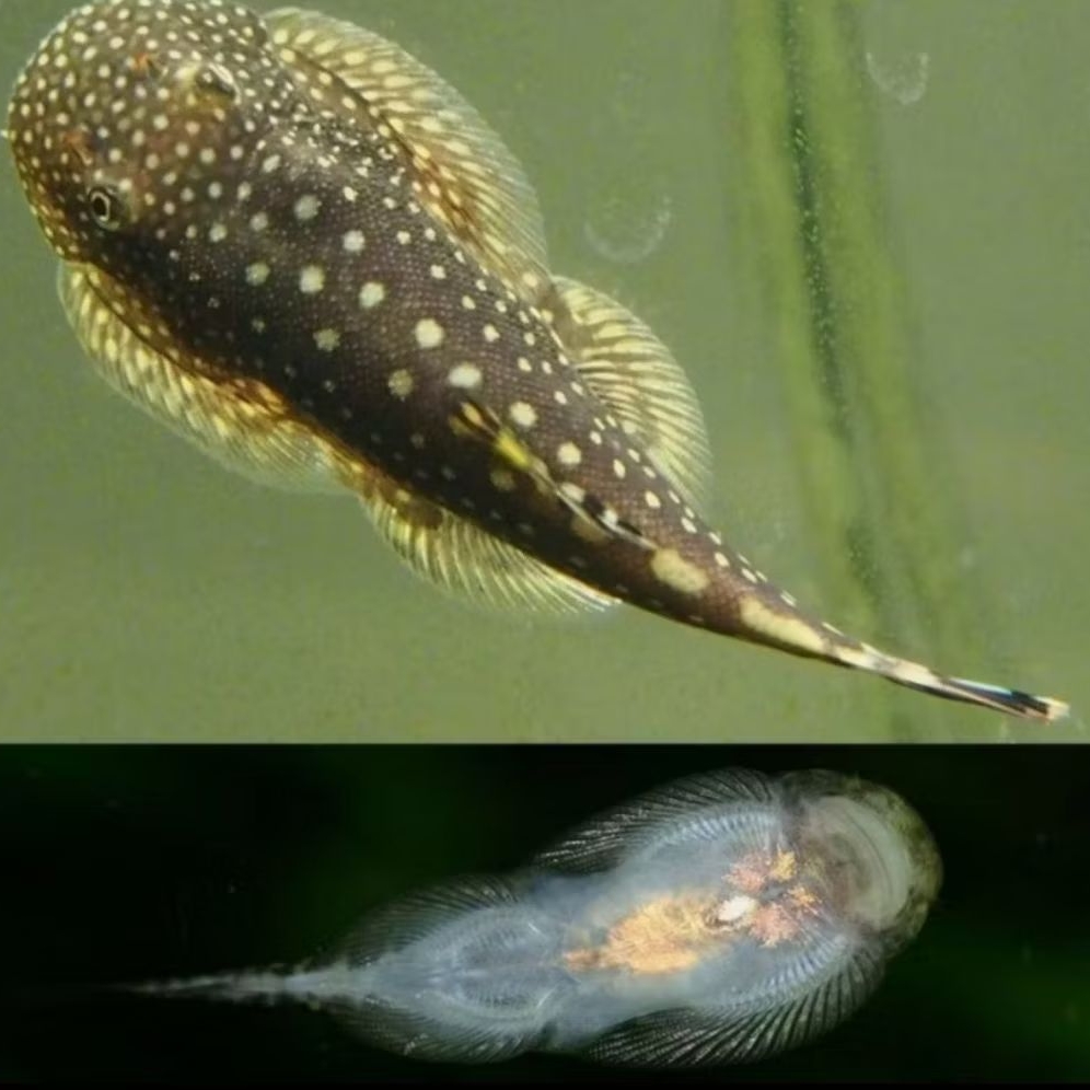 IKAN HIAS BORNEO SUCKER PEMBASMI LUMUT SIZE +-3 CM [ISI 2 EKOR]