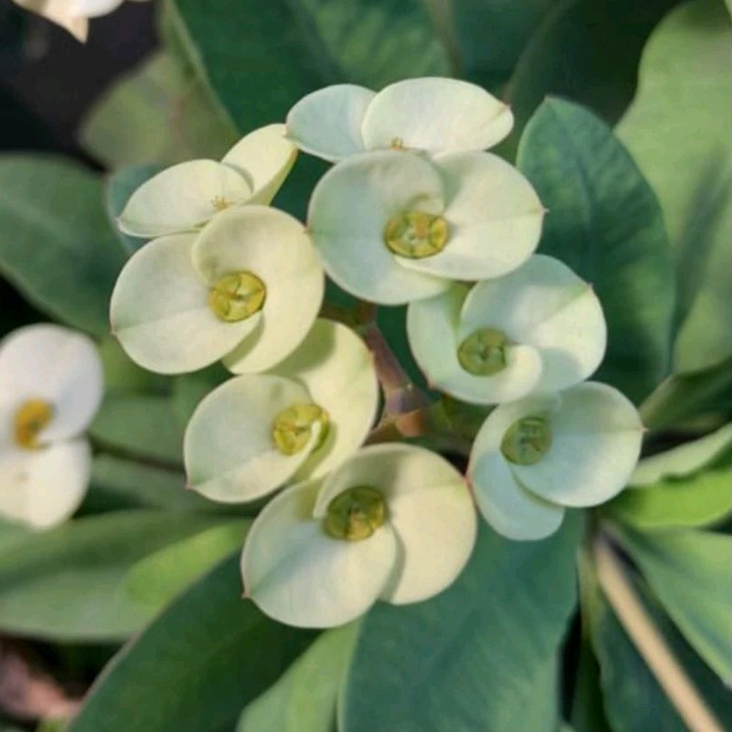 Tanaman hias hidup euphorbia bunga putih - pohon euphorbia bunga putih