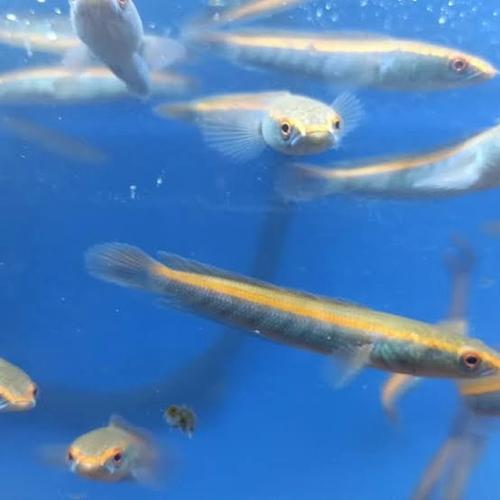 Ikan Hias Air Tawar Channa YS Yellow Sentarum Baby