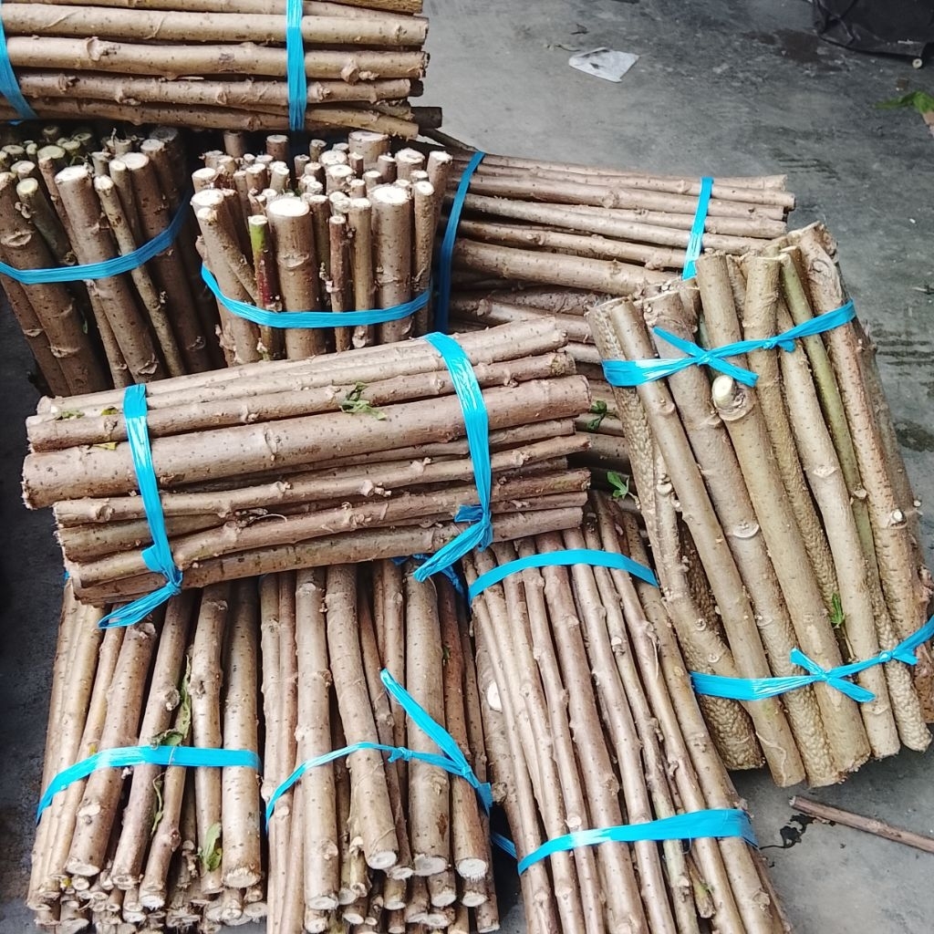 Tahan Perjalanan Jauh 1kg Bibit Singkong Papua 30cm Telo Papua