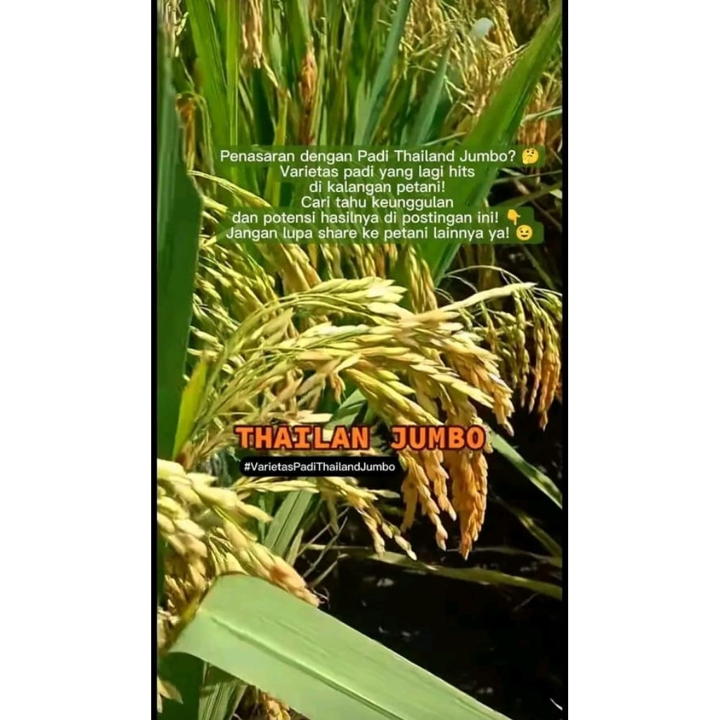 (5Kg)Benih Padi unggul THAILAND JUMBO 5KG ORIGINAL