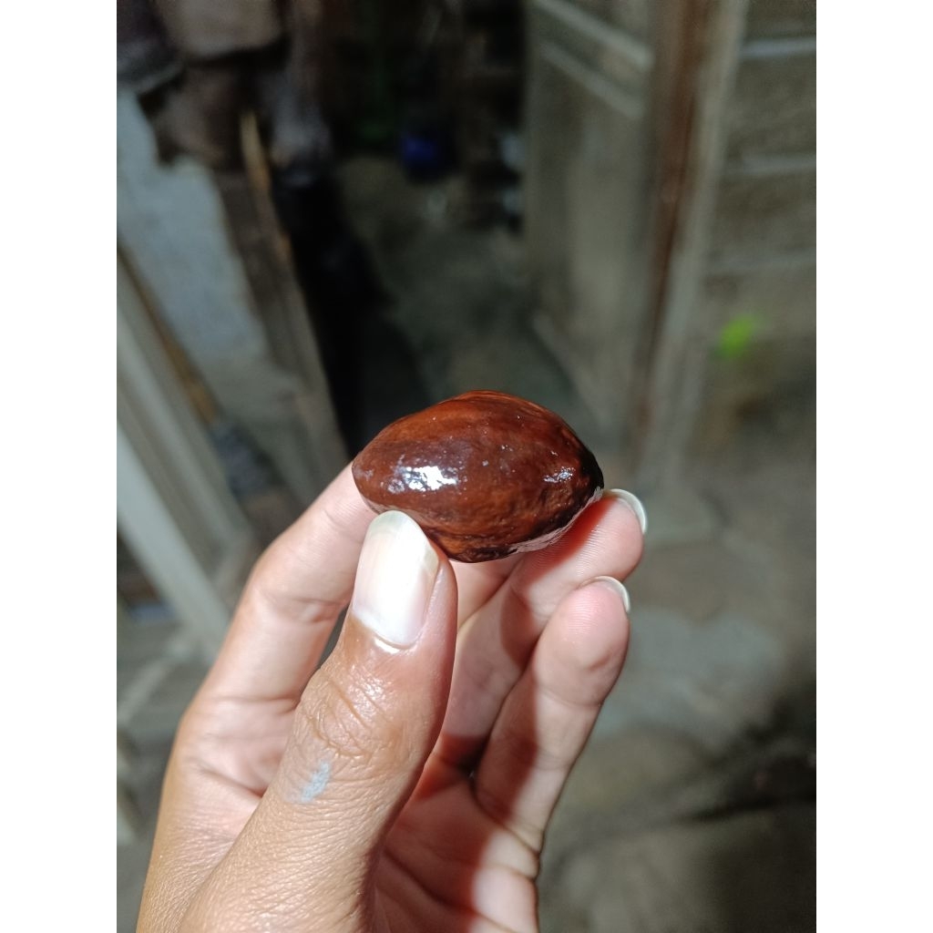 Kemiri jenis aduan - jayanti BIG SIZE