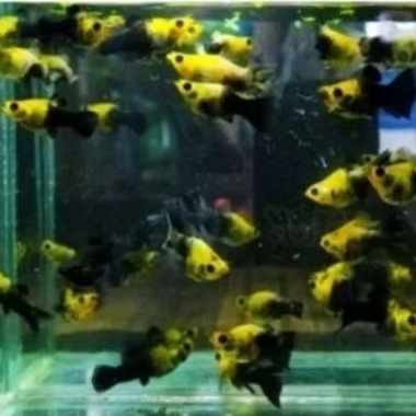 PROMO Paket molly /hiasan  MOLLY GOLDEN BLACK isi 20,golden black molly indukan,golden black molly m