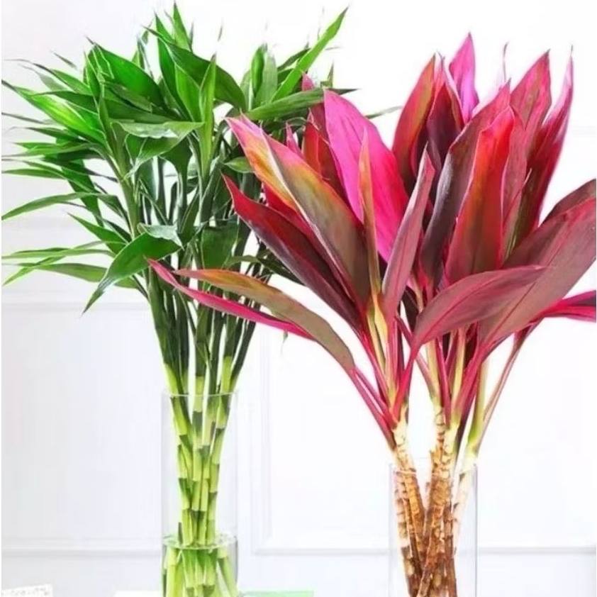 Paket Hemat Isi 2 Batang Tanaman Andong Merah 2 Batang Tanaman Sri rejeki Murah