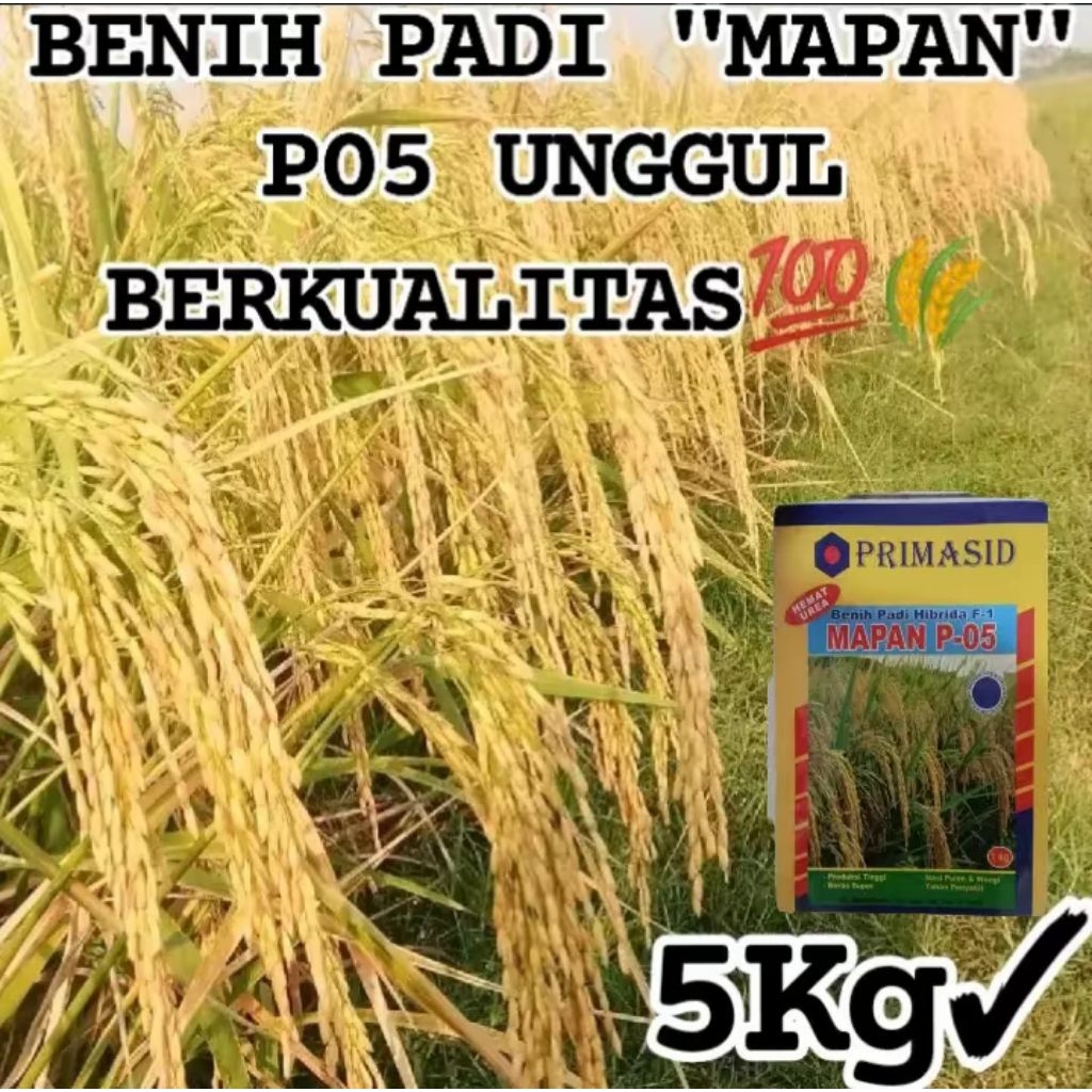 (5kg)Benih Padi Mapan P05 Original||Benih Padi Hibrida Mapan