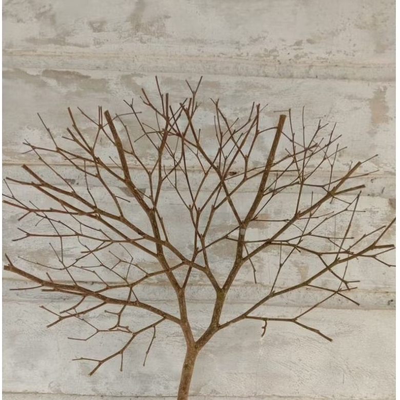 Ranting Kering Bercabang Lebat Ranting Pohon Kering Bunga Kering Kayu Dekorasi Ranting Dekorasi