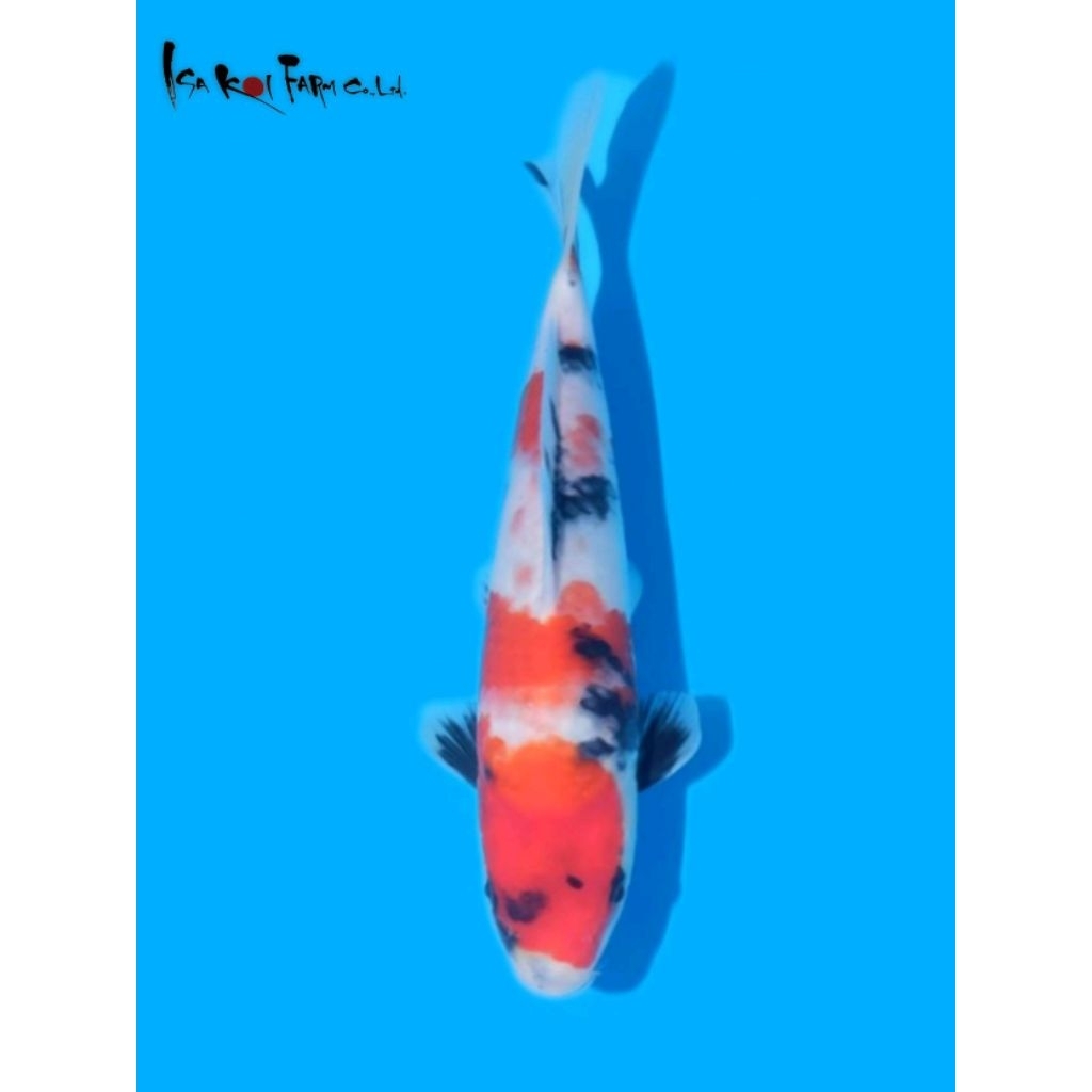Ikan Koi Showa Isa Farm 30BU Good Pattern Sertifikat Import Jepang